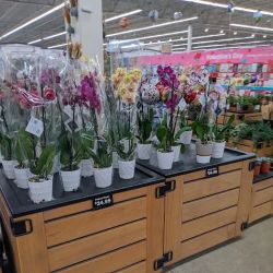 Meijer ico