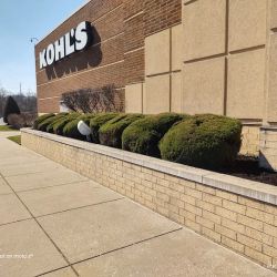 Kohl's ico