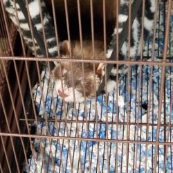 Feeders Pet Supply ico