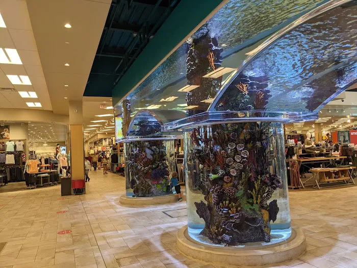 Scheels 5