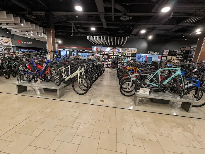 Scheels 6