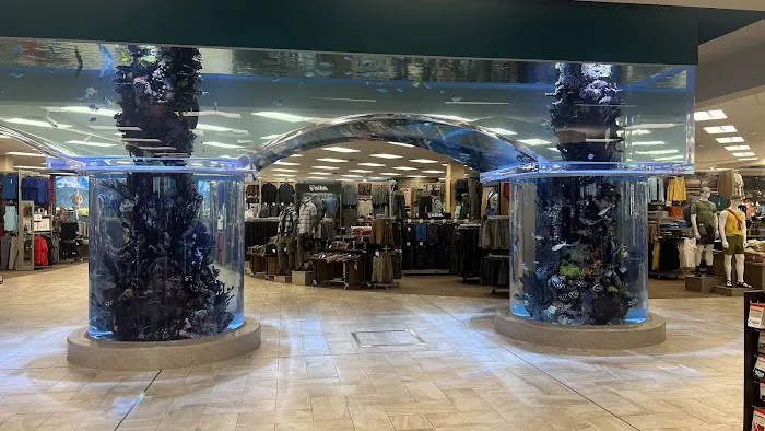 Scheels 7