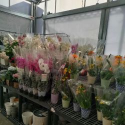 Walmart Supercenter ico