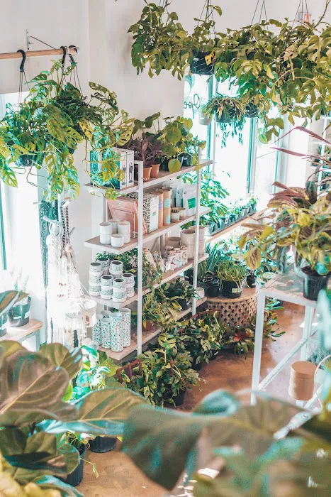 The Succulent Shop 3