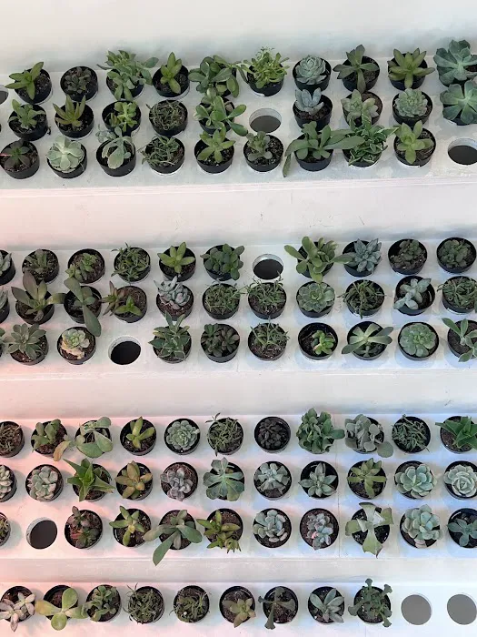 The Succulent Shop 4