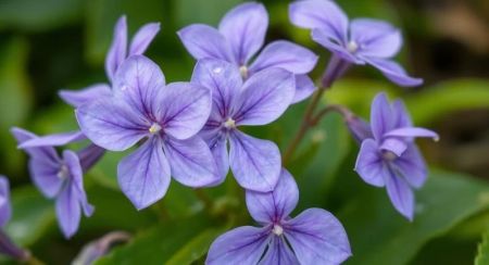 What Does Violet Perfume Smell Like? A Guide to Its Unique Fragrance