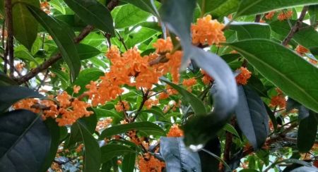 What Does Osmanthus Smell Like in Perfume? A Detailed Guide for Fragrance Lovers