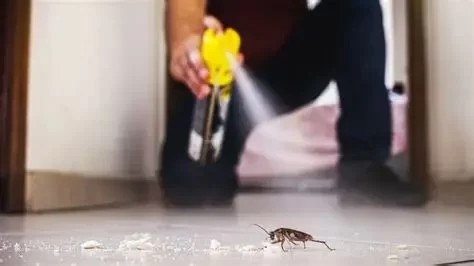 Can Body Spray Kill Cockroaches? Safe and Effective Alternatives Explained									data-src= Can Body Spray Kill Cockroaches? Safe and Effective Alternatives Explained